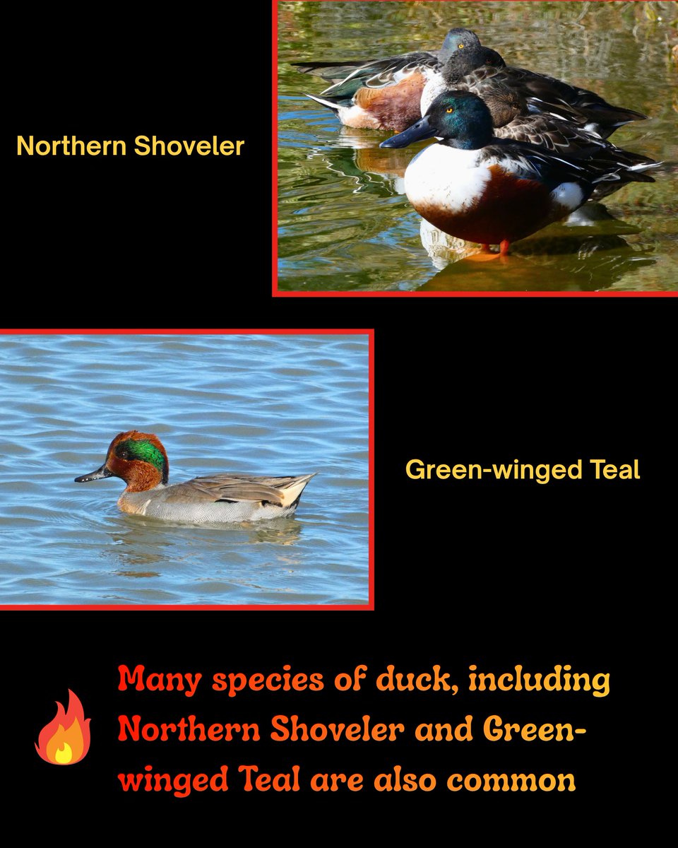 SF Bay Bird Observatory tweet media