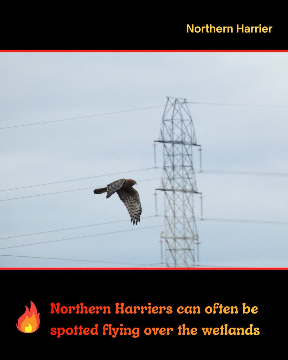 SF Bay Bird Observatory tweet media