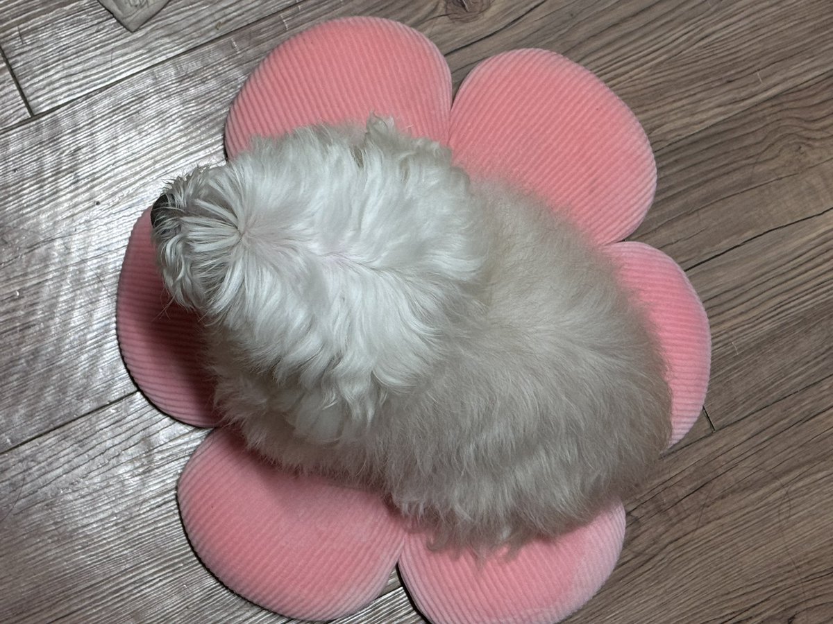 🔥예주🔥 tweet media