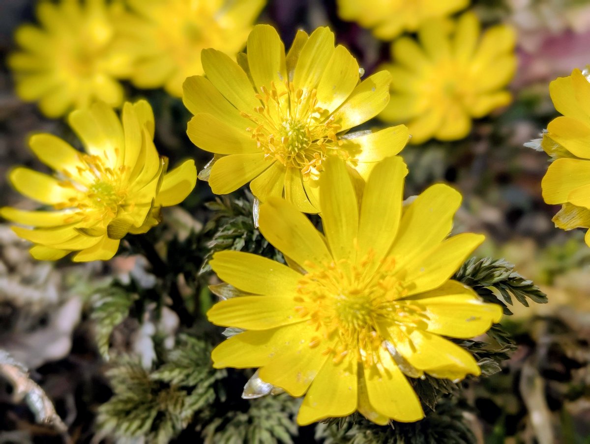 まっちゃもち@スマホ写真🍵 tweet media