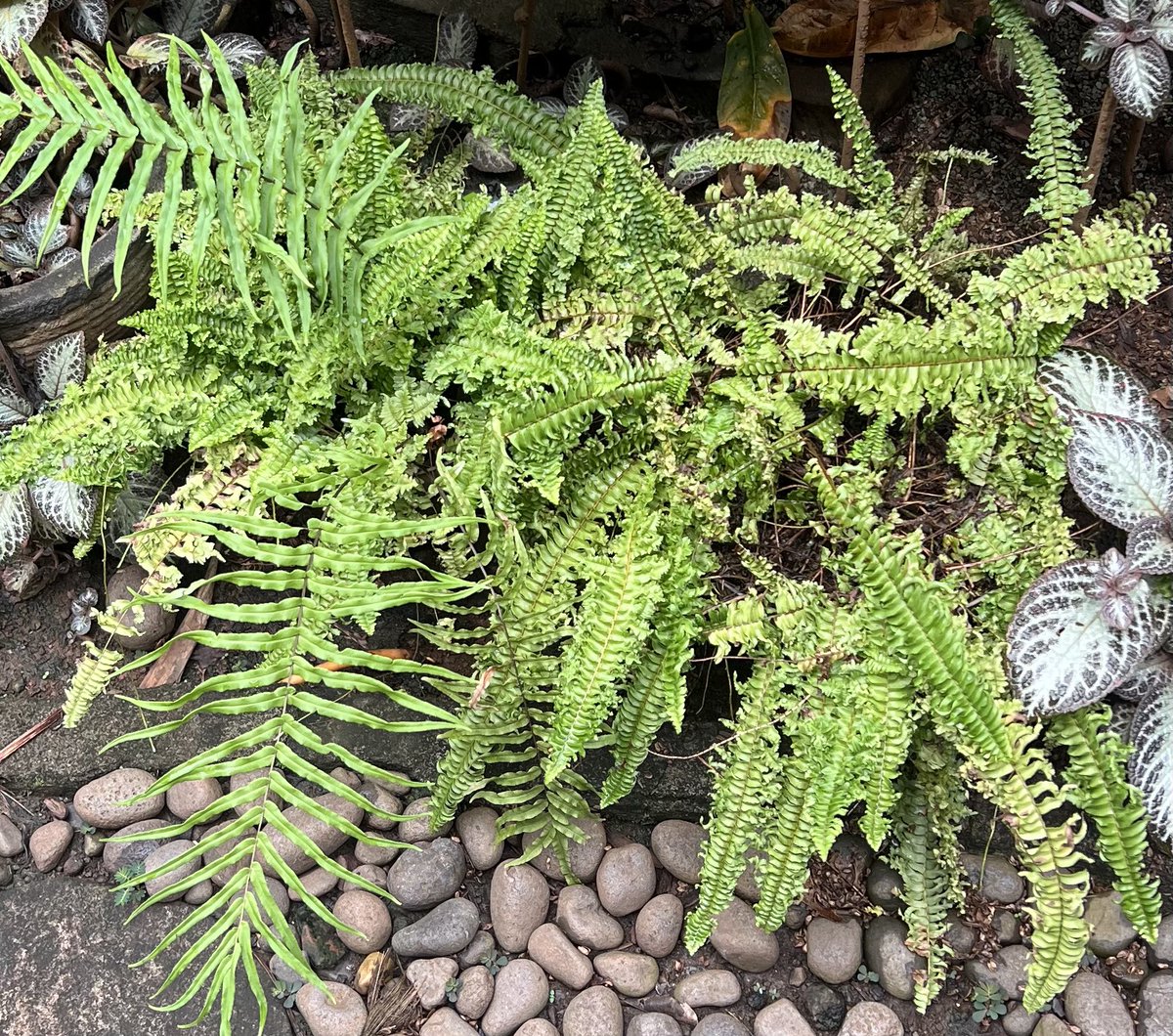 smiskiee's tweet photo. sejam bengong contemplating ini selaginellaceae atau polypodiaceae 🧍🏻‍♀️🧍🏻‍♀️🧍🏻‍♀️ https://t.co/Td6hLn6hA6