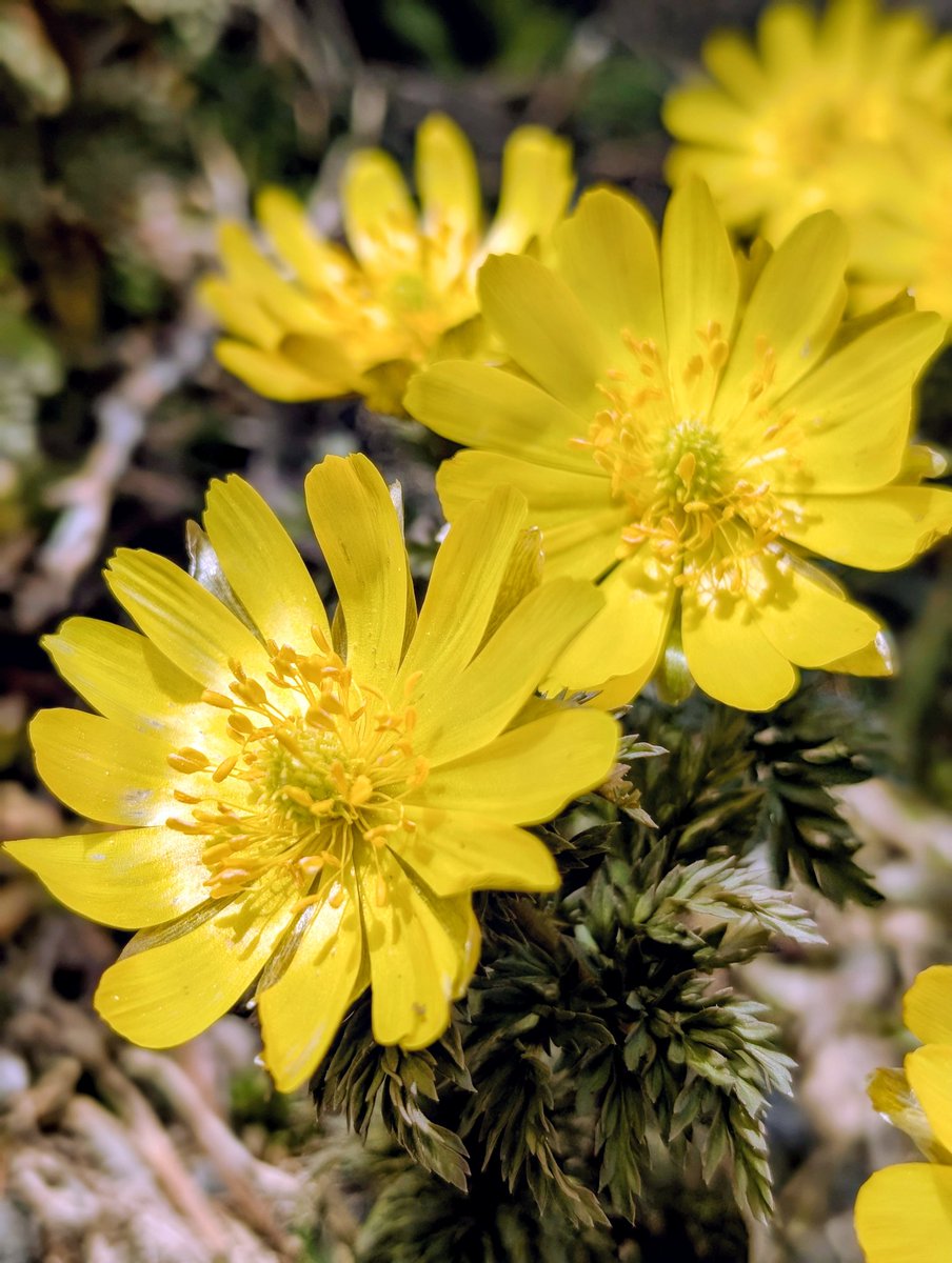 まっちゃもち@スマホ写真🍵 tweet media