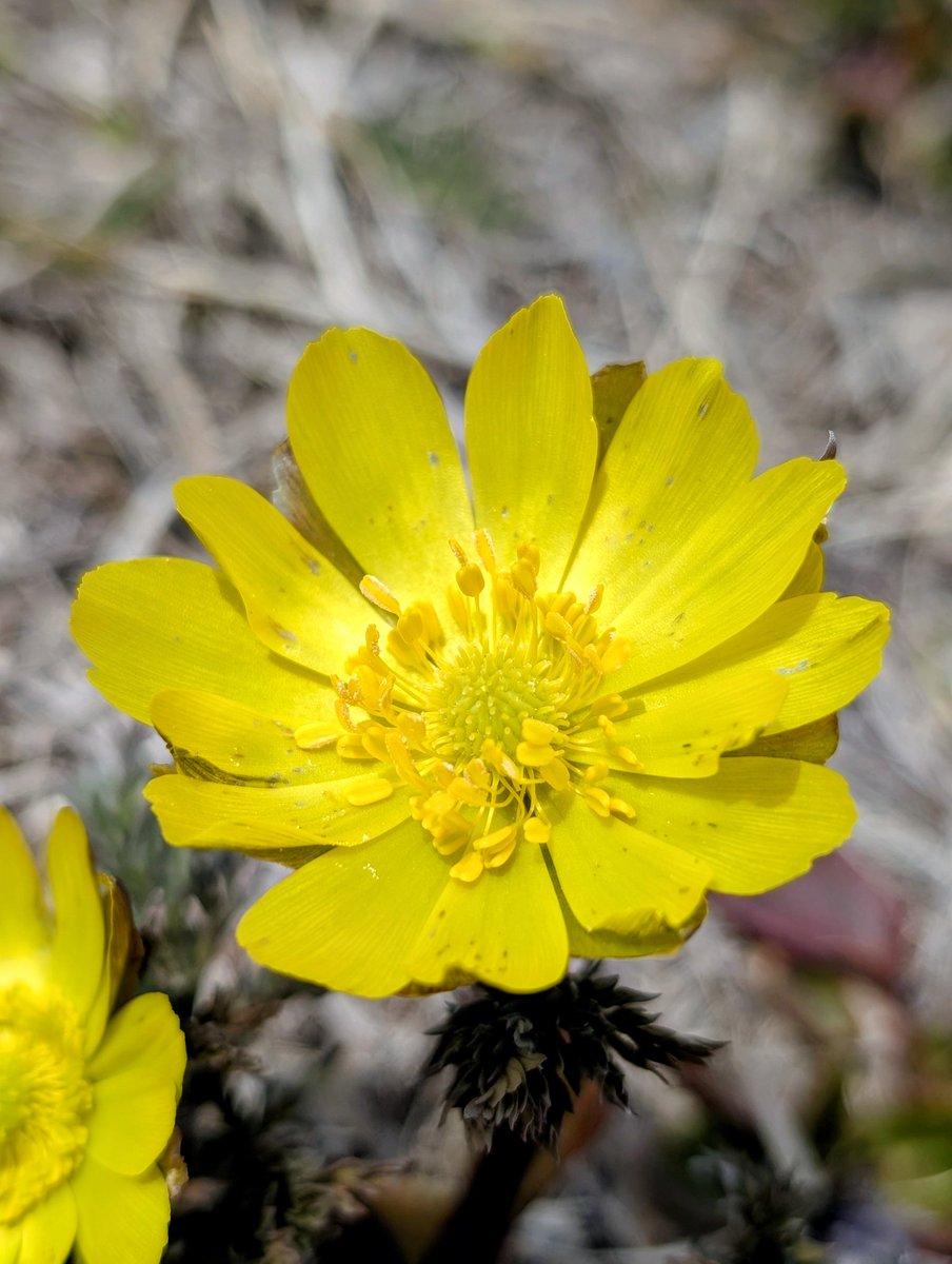 まっちゃもち@スマホ写真🍵 tweet media