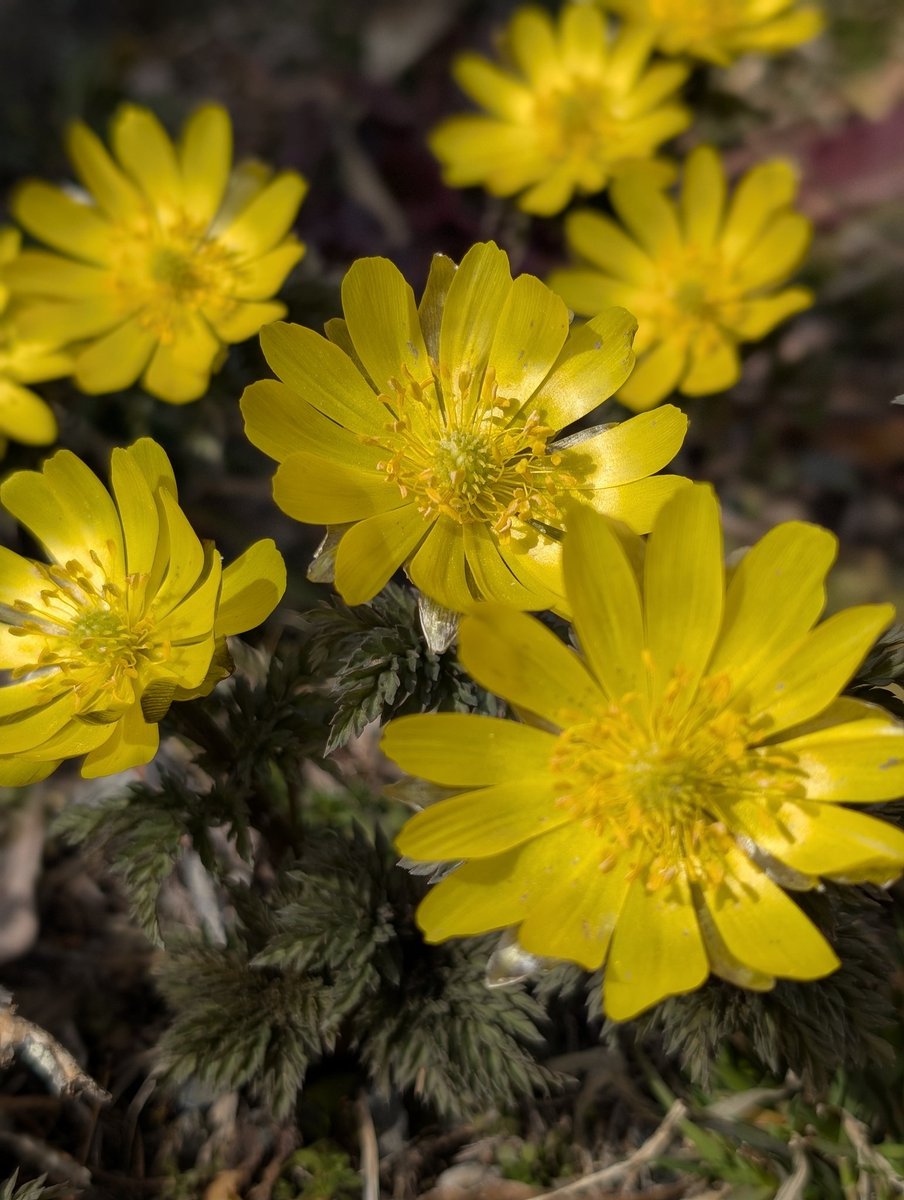 まっちゃもち@スマホ写真🍵 tweet media