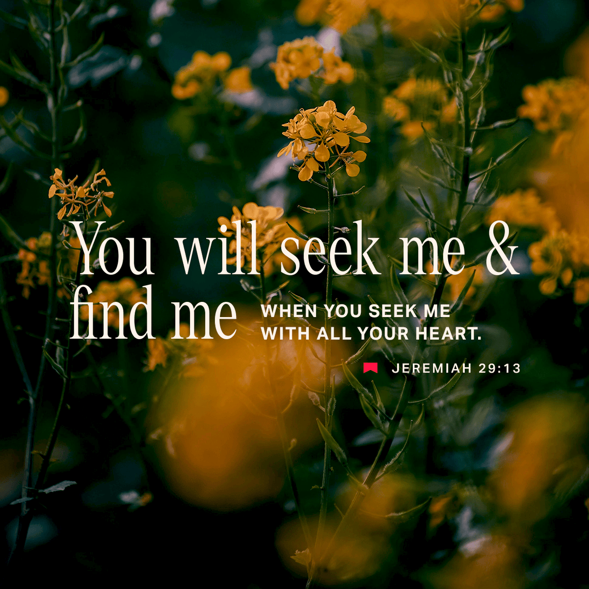 YouVersion Bible App tweet media