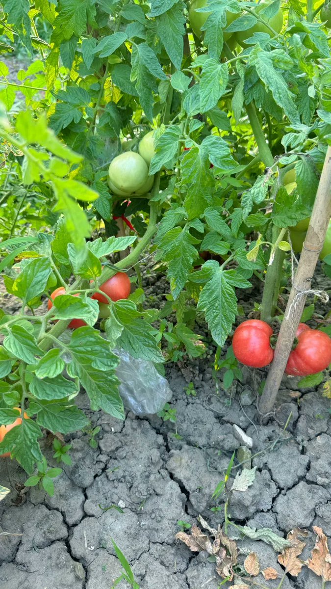 Rajini G.K tweet media