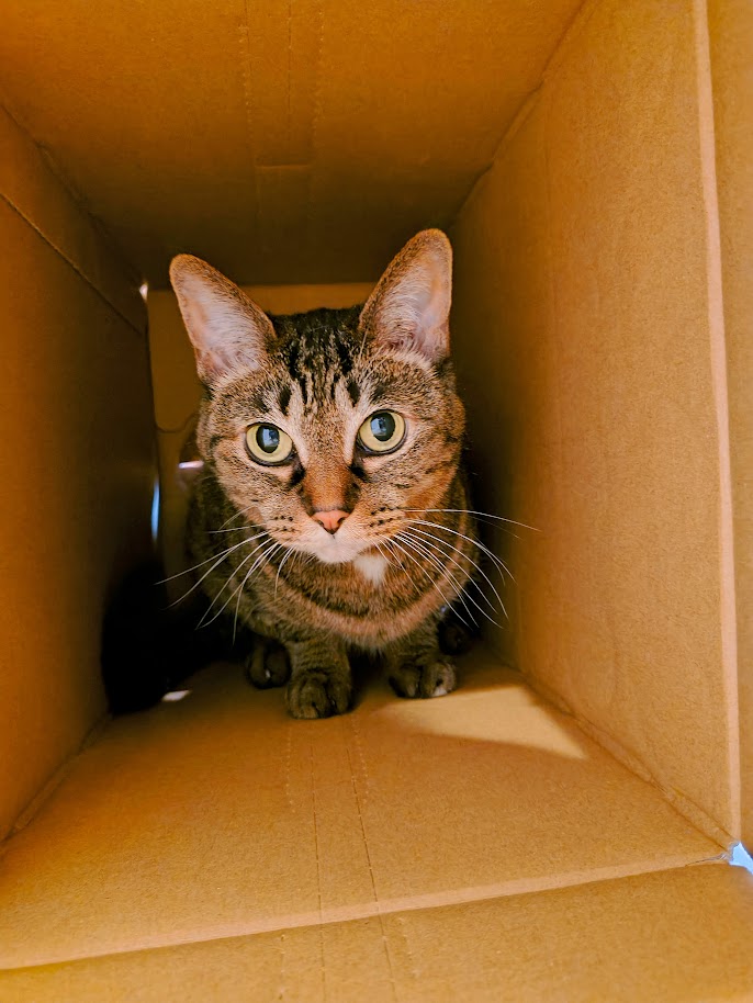 夜更かしの猫好き🐾🐾 tweet media