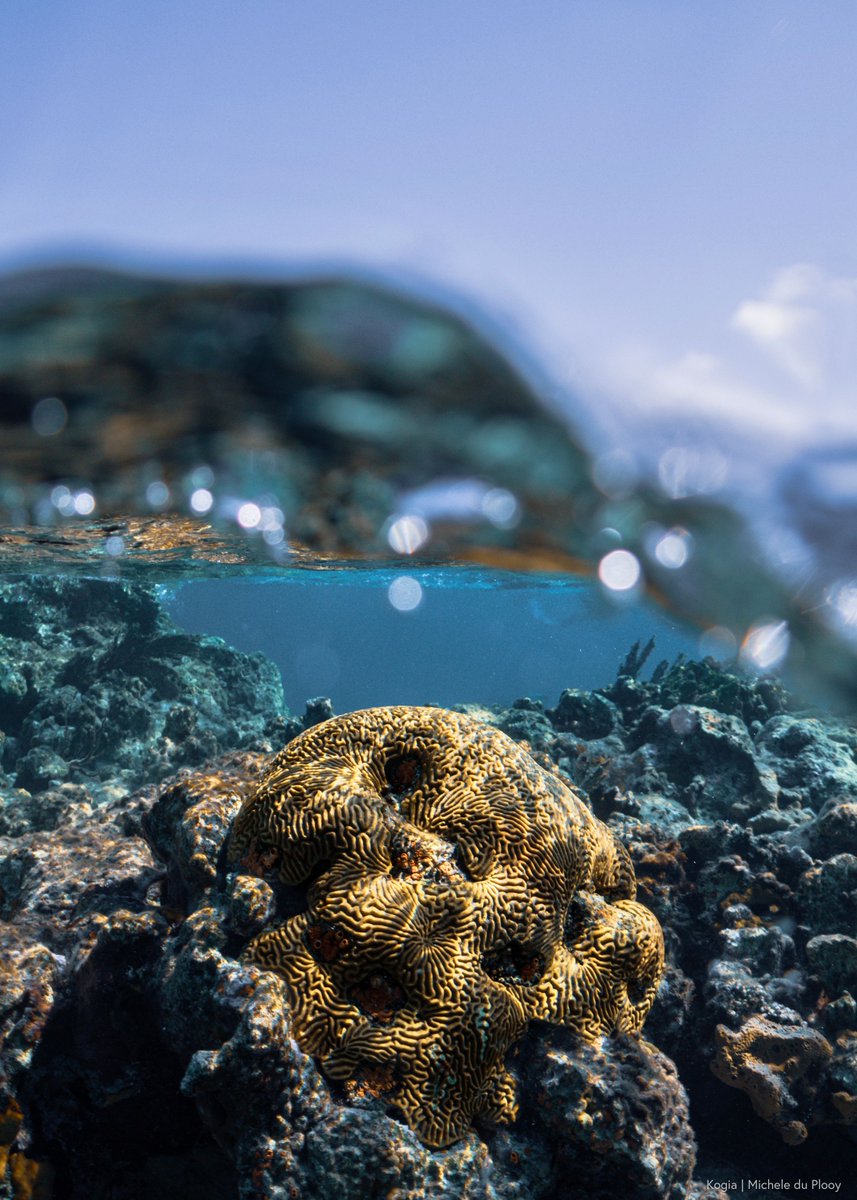 UN Ocean Decade tweet media