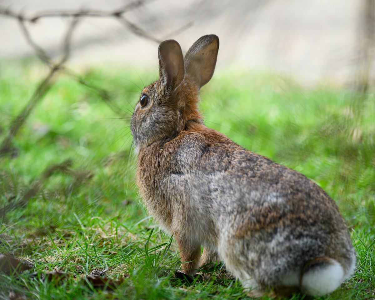 The Shellies tweet media