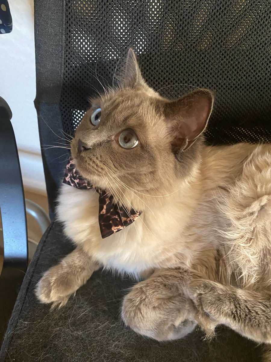 Elizabeth Radcliffe and Boots the Cat tweet media