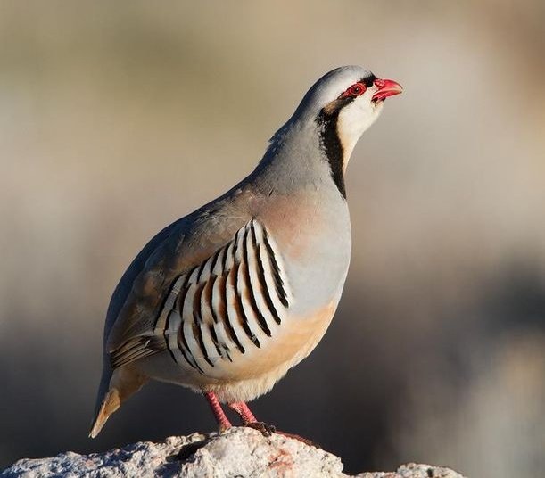 Sheraxii Tweets tweet media