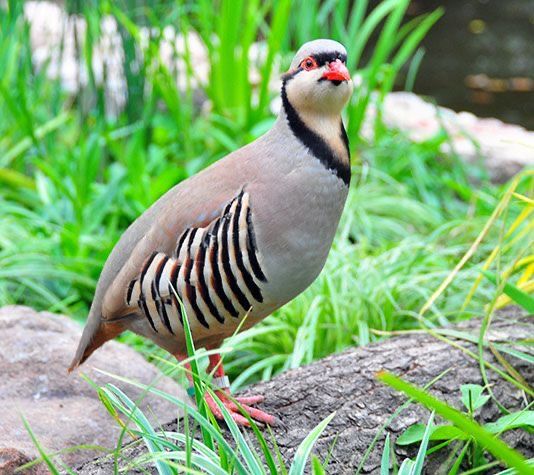 Sheraxii Tweets tweet media