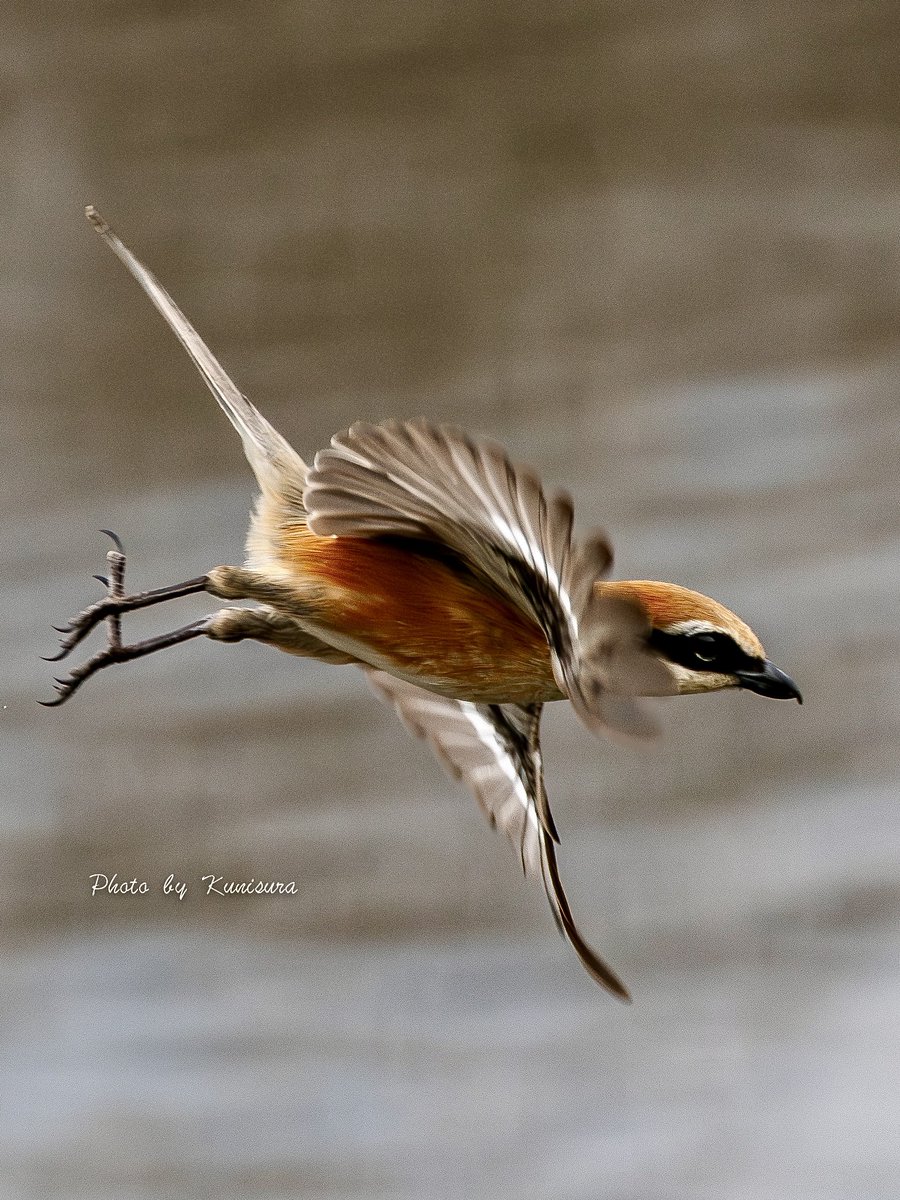 くにすら tweet media