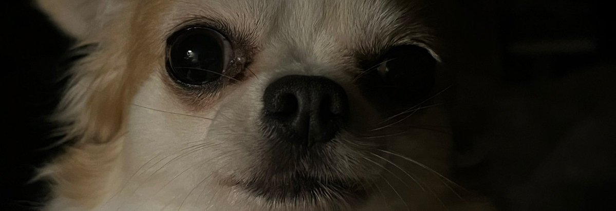 Final de Conf Balls🐺🇨🇵 tweet media