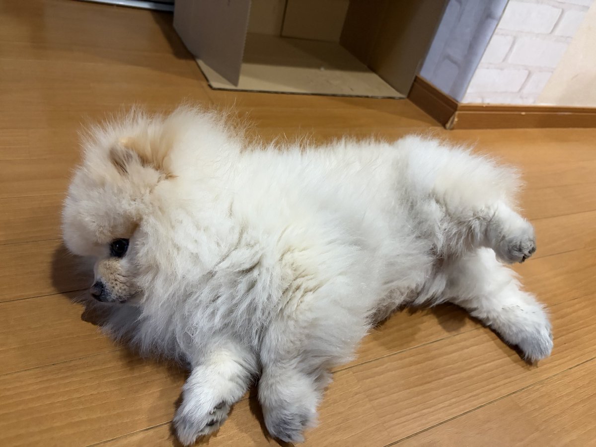 lionkun1114's tweet photo. ＃ポメラニアン https://t.co/IKjAIWztCy
