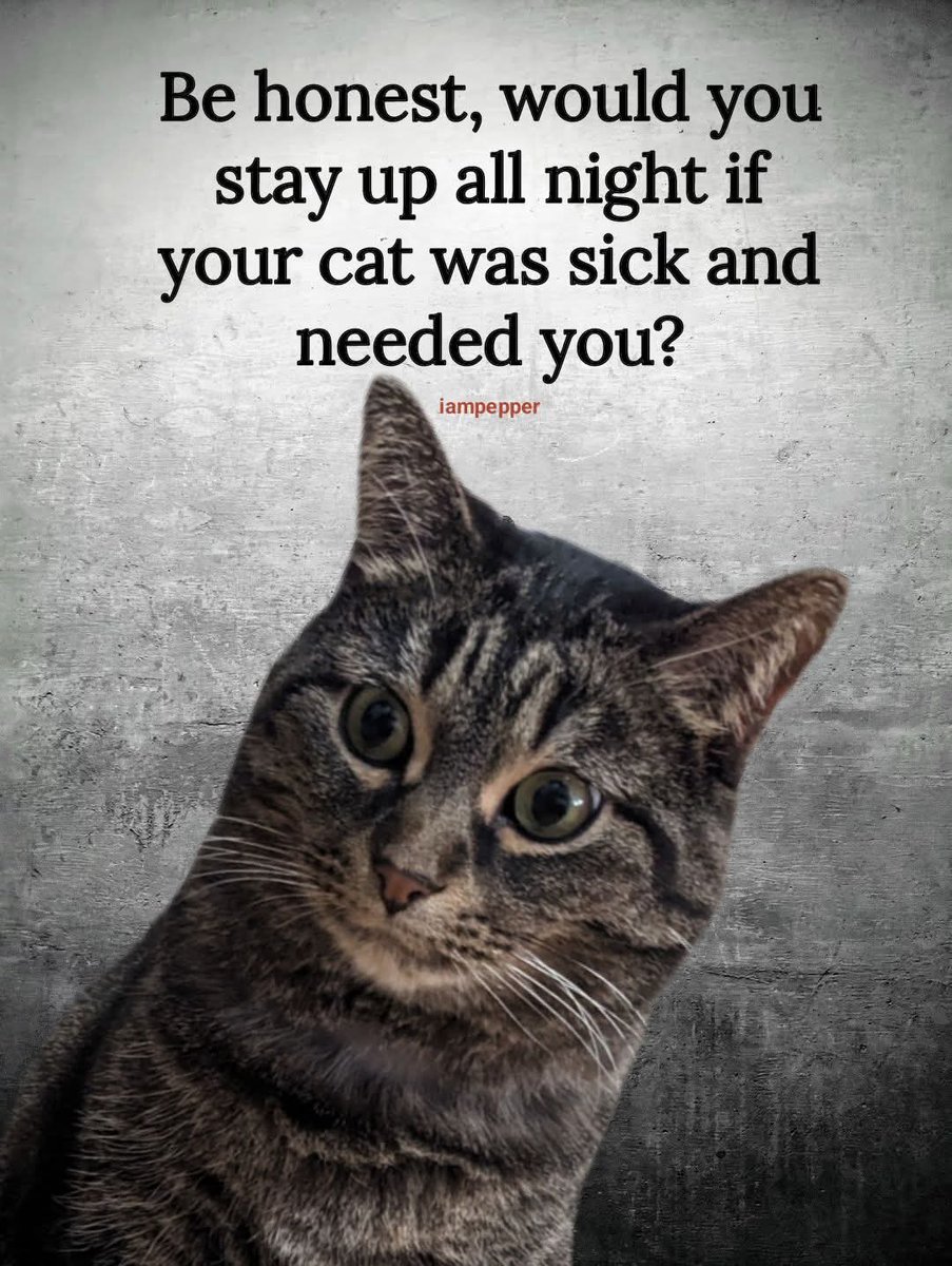 Sara Mary ⭐❤️ tweet media