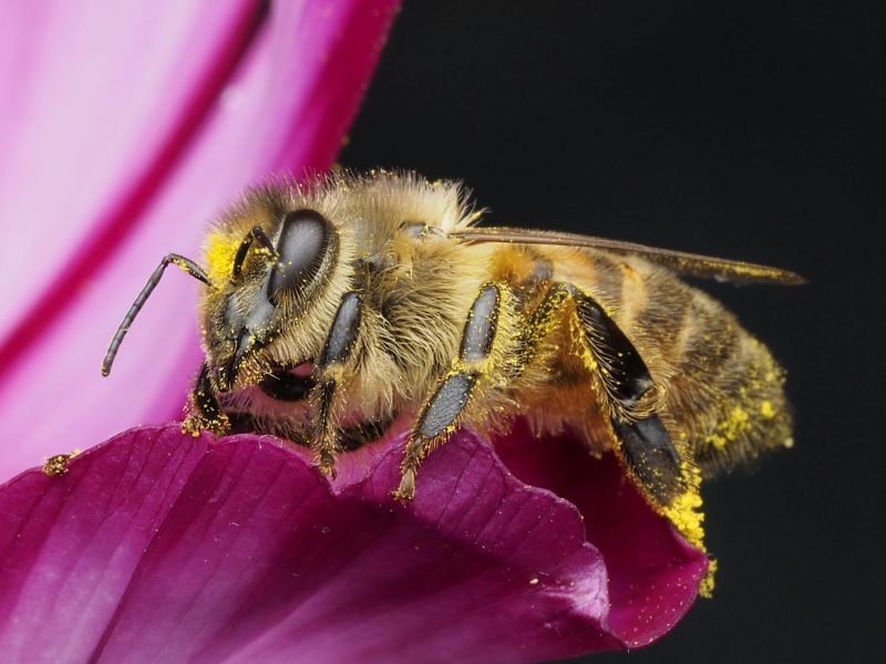 concienciaeco's tweet image. Guía de introducción a la investigación sobre pesticidas en abejas
Imagen: Ali Goode
goo.su/vsfZu
#medioambiente #abejas #pesticidas #contaminación #ciencia #investigación #estudiocientífico #biodiversidad #polinizadores #animales