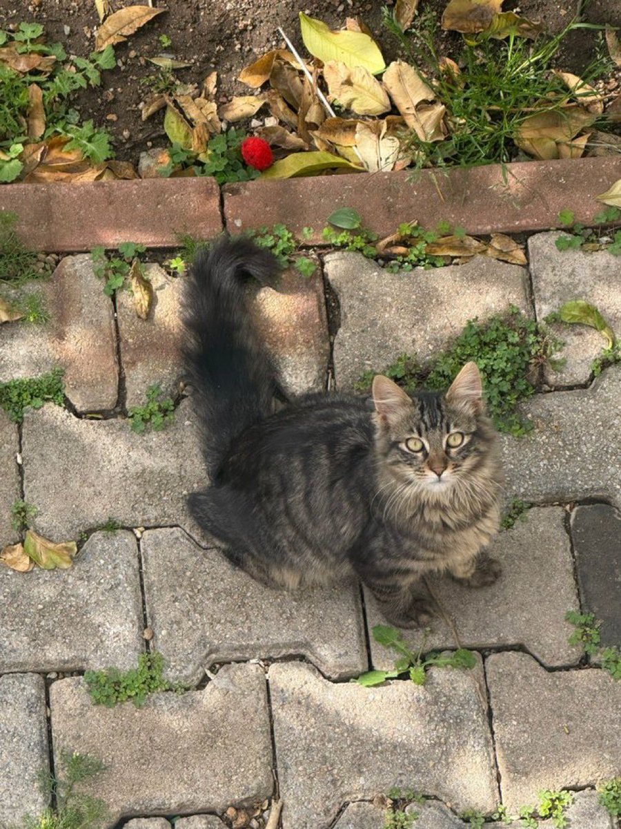 Ben Aslan 5 aylık erkek kedyim ve Bodrum'da yuva arıyorum. Kardeşim Afacan Jr da yuva arıyor. Sokaklarda kaldık biz.

<a href="/ursula_topaz/">𝕊𝔼ℤ𝕀ℕ 🏛</a>