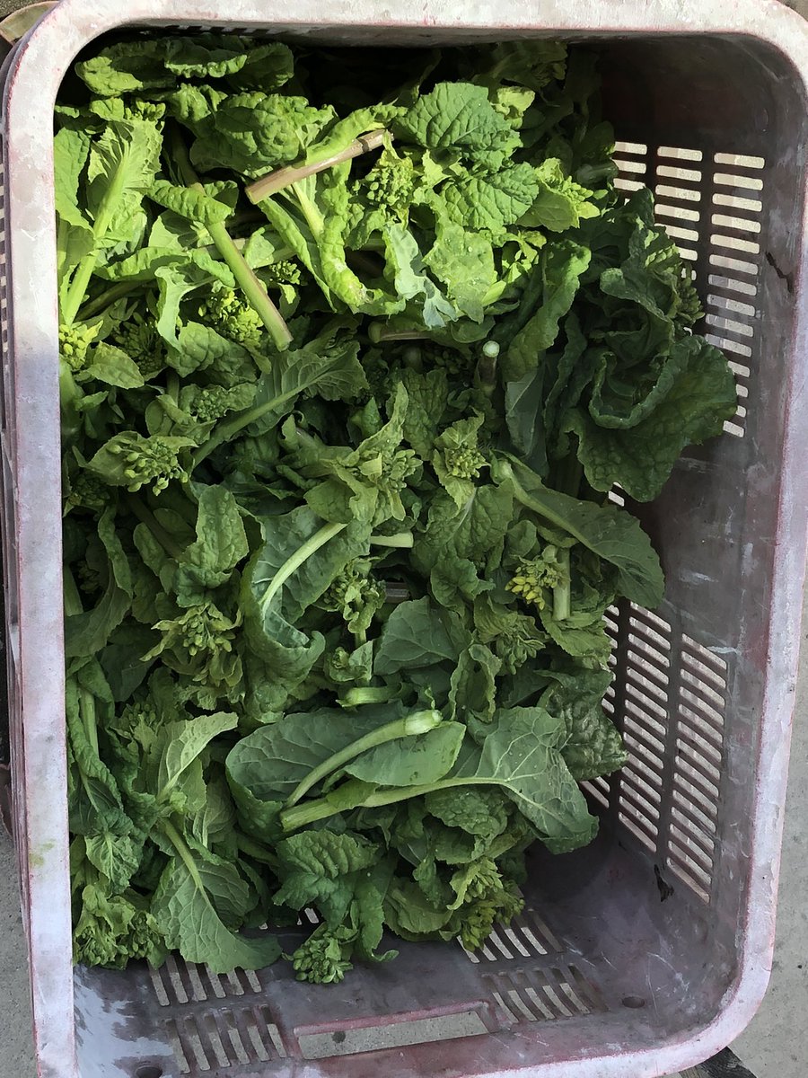 ゆうなお菜園🍅🍠 tweet media