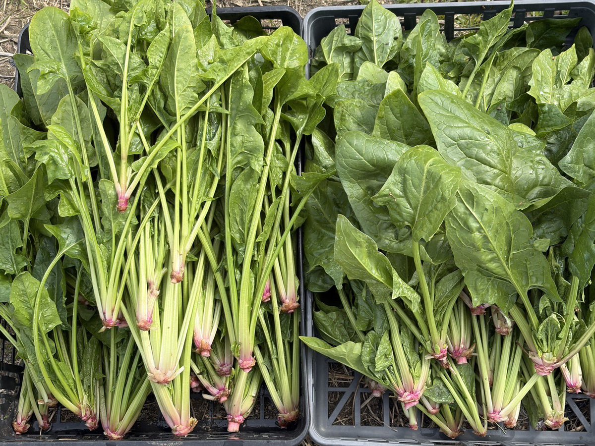 ゆうなお菜園🍅🍠 tweet media