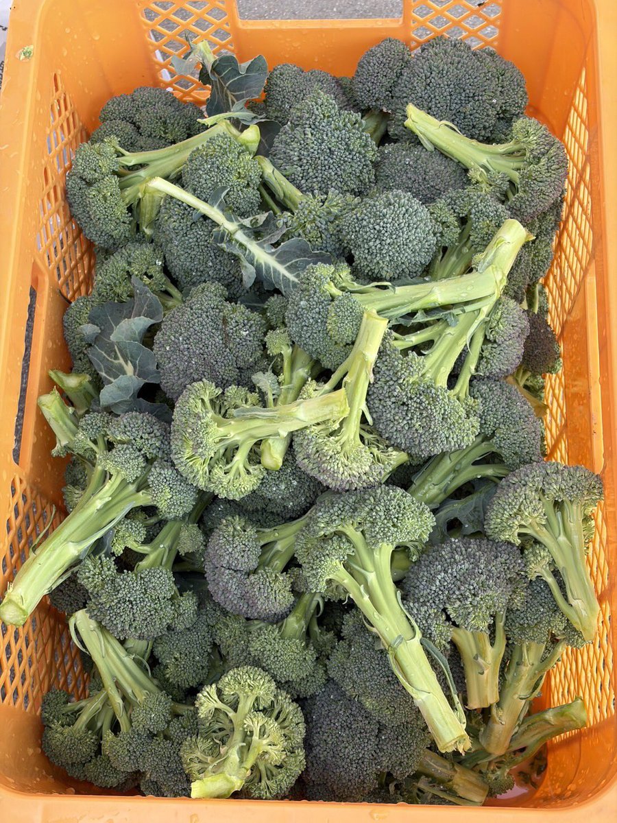 ゆうなお菜園🍅🍠 tweet media