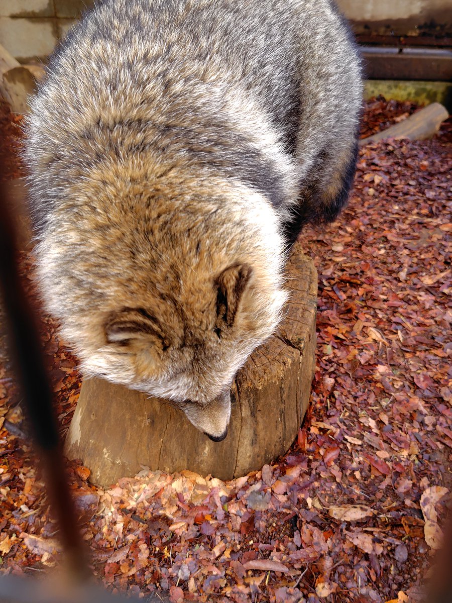 もっち狸 tweet media