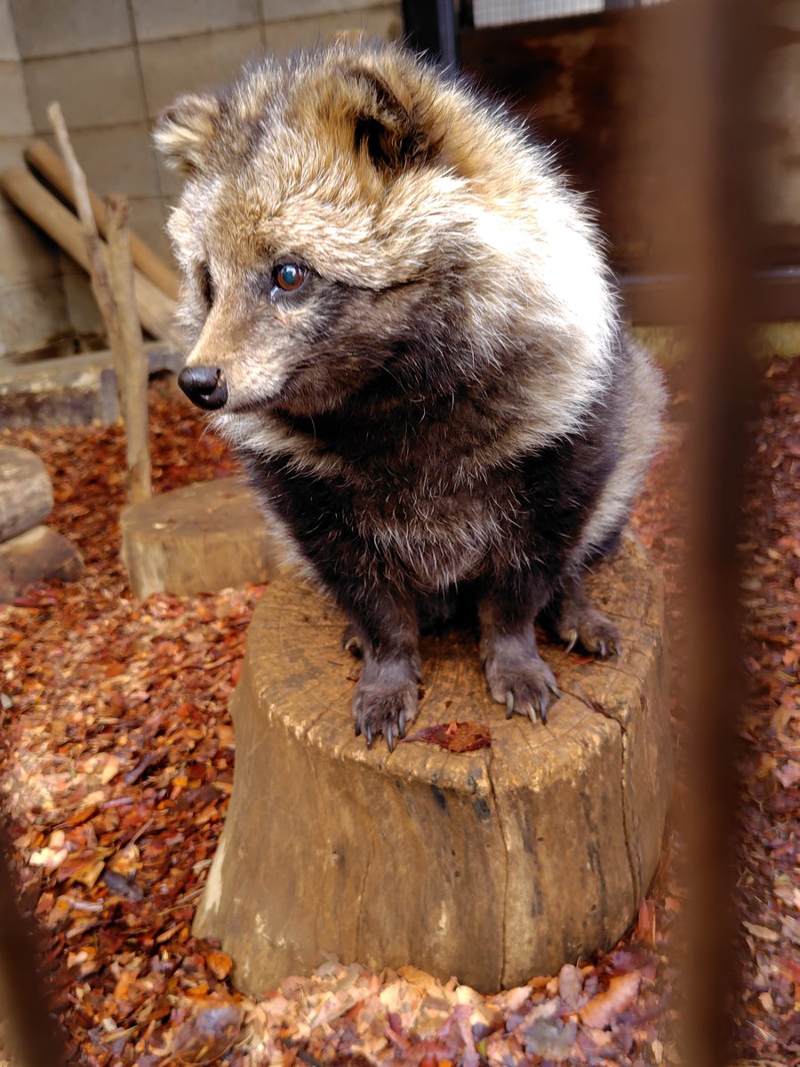 もっち狸 tweet media