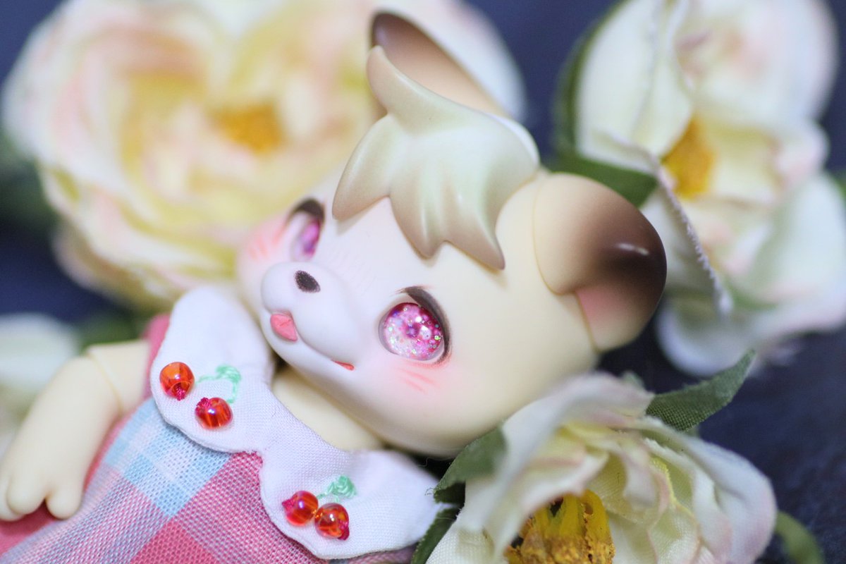 まち Su'Zoo🌗ミニチュアモールベア🧸 tweet media