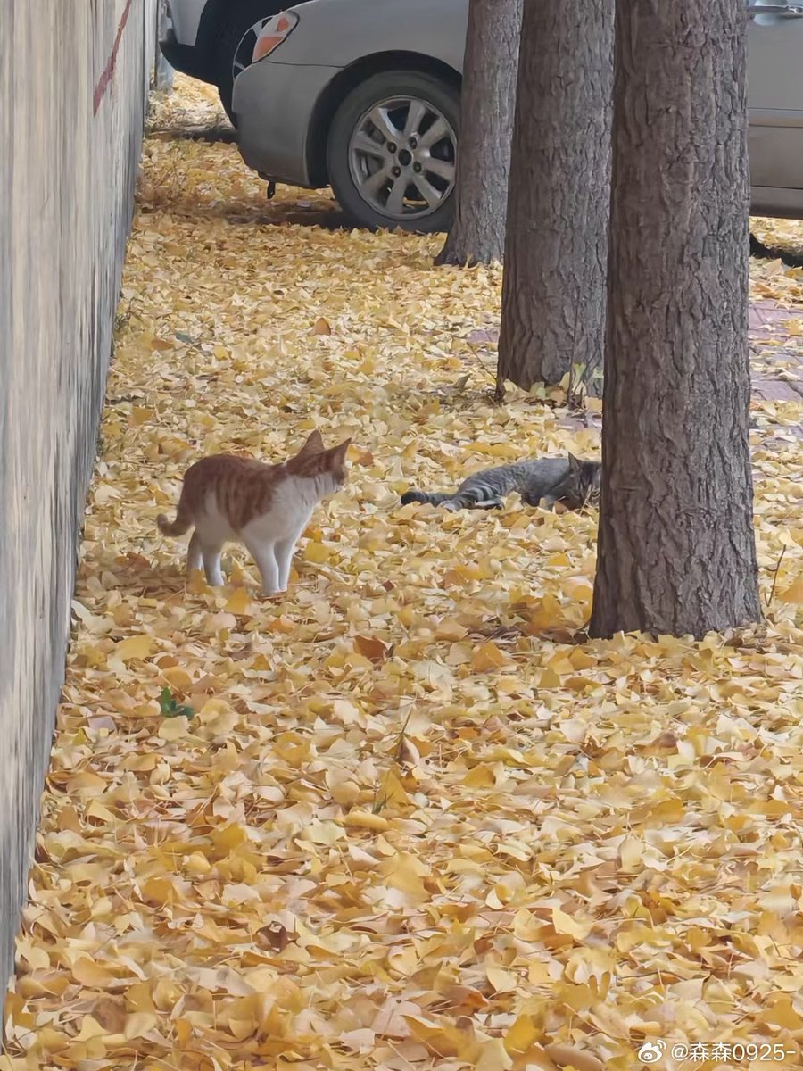 salvatore damante tweet media