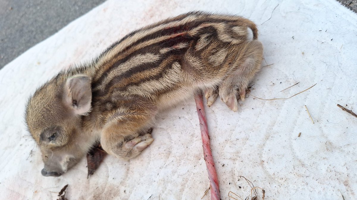 Viechertante tweet media