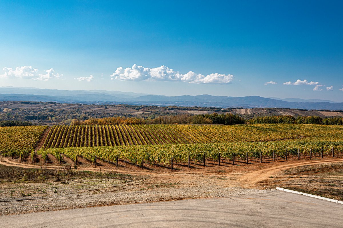 Dusan Jelic tweet media