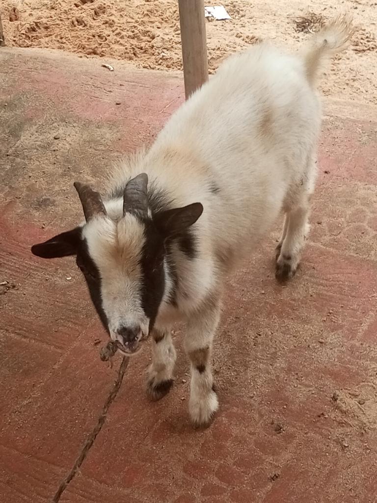 Kene_Nnewi's tweet photo. Ram and Goat aren't same spiritually....They don't have equal strength... .Ram is mile ahead of goat.....When making rituals to your CHI na IKENGA always make use of ram....Goat is meant for Ndi-ichie.....Oda Ọmụmụ and rest....Your AGWU, CHI, IKENGA and AROBUNAGU should be powdered and energized with ram not goat unless your kindred (umunna) forbids eating ram then you can use goat... There's this particular umunna in imo state that forbids ram.....all there rituals are done with goats....