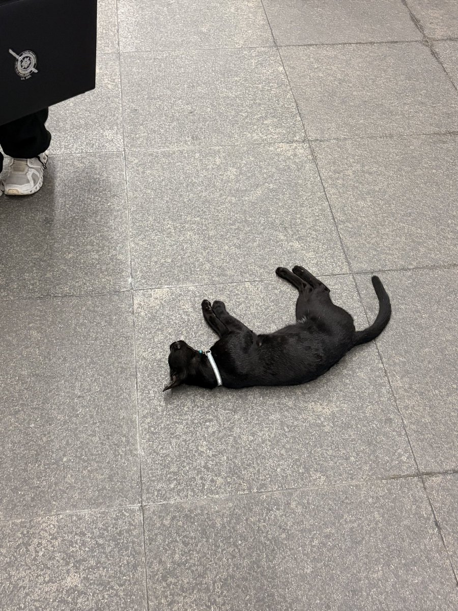 มมโรมานอฟ ₍ᐢ. ̫.ᐢ 🐈‍⬛) tweet media