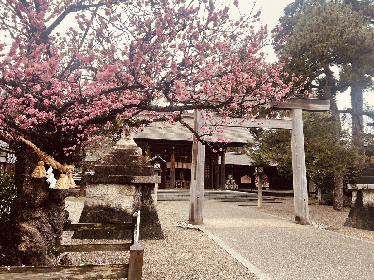 imu_mari's tweet photo. てことで、日帰り富山に行ってきました！！自分の運気アップ旅行でした🥰
射水神社と大仏見てきた✨ https://t.co/eIheRQ471i