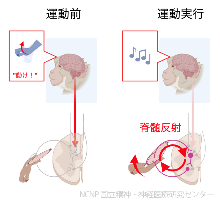 NCNP（国立精神・神経医療研究センター） tweet media