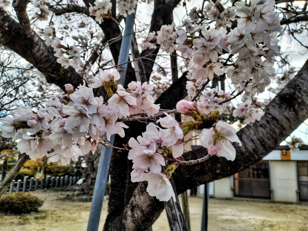 nokiss500's tweet image. #写真好きな人と繋がりたい #art #visualart #Another #wonder 
#写真撮っている人と繋がりたい
再会の桜