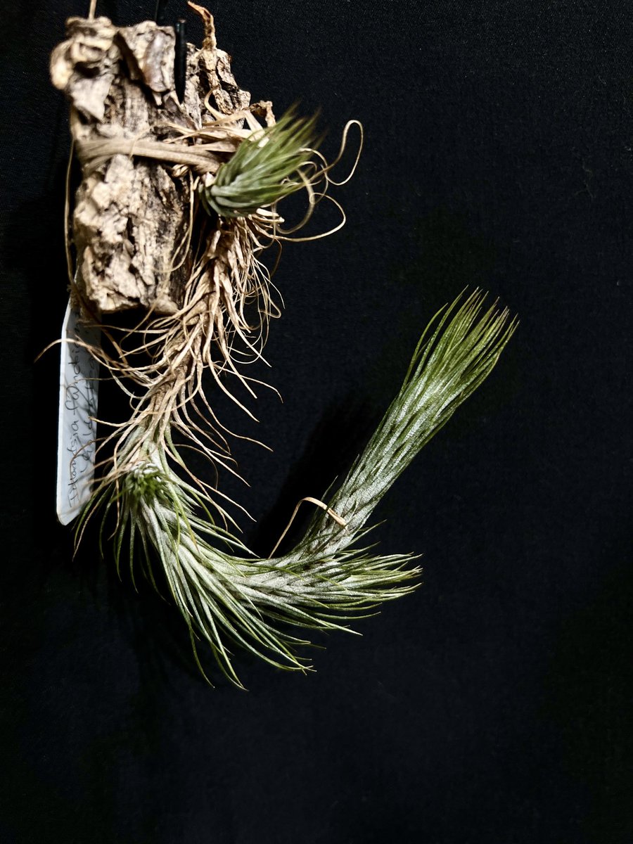natty plant tweet media