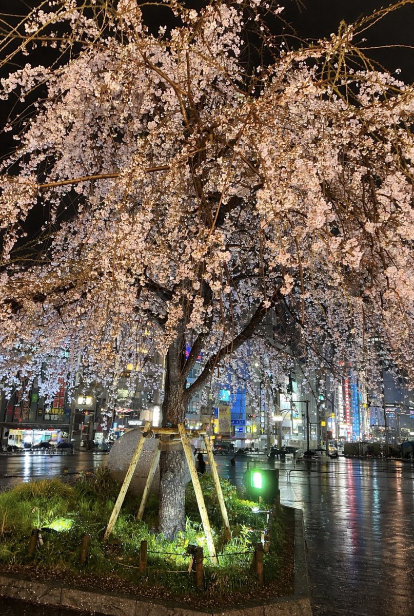 anna87saki's tweet photo. 上野でお花見してきたよ🌸

夜桜🌙 https://t.co/WrtzH8VKYS