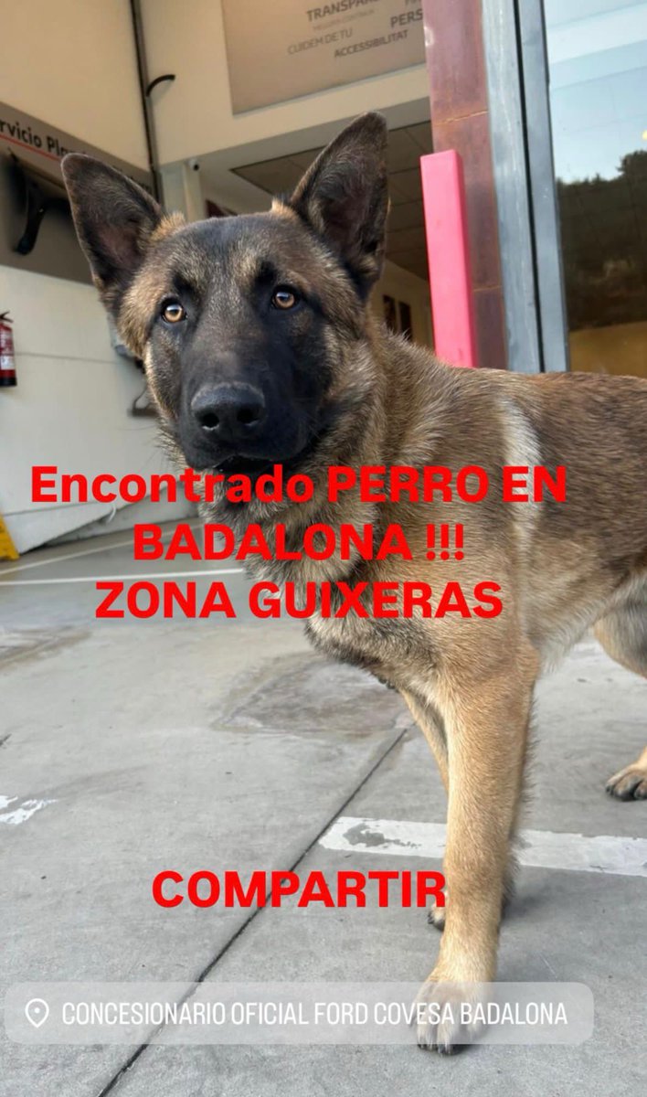 areagossosbdn's tweet photo. 🆘🆘¡¡ATENCIÓN!!🆘🆘
Recuperado perro abandonando que deambulaba ayer por el barrio de #lesGuixeres #Badalona.
Iba acompañado de otro perro parecido, más oscuro.
Si alguien ve al otro perro contactar con el CCAACBN
📞 93 465 52 24
Máxima difusión. 
📣📣📣
#XarxaBarcelonaPerduts https://t.co/mb6gHV6eVx