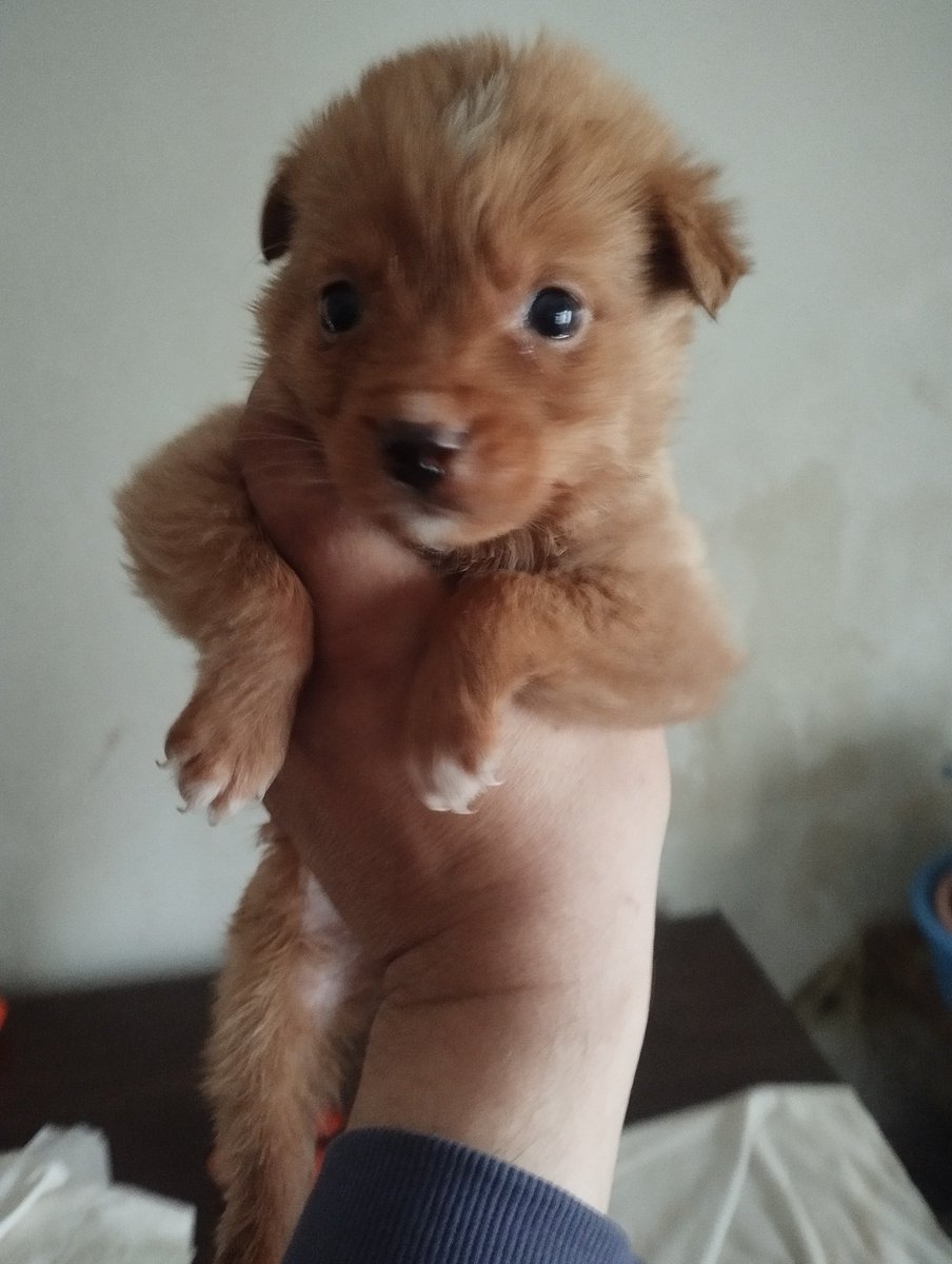 Sinjor od Žarkova nepravedno ugašeni 😳 tweet media