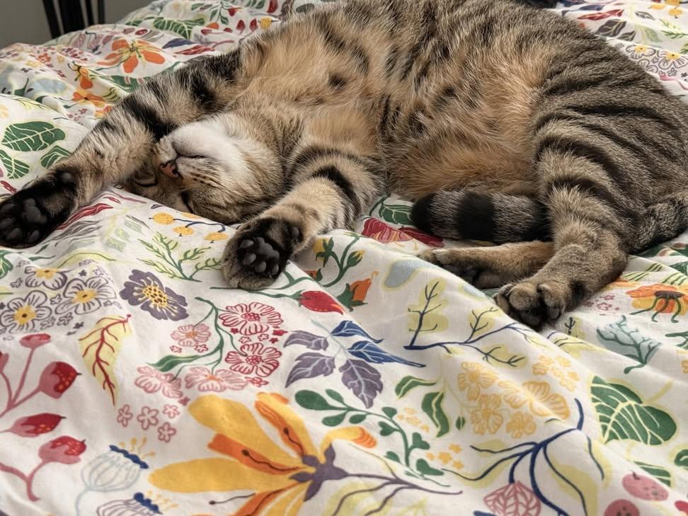 Sara Mary ⭐❤️ tweet media