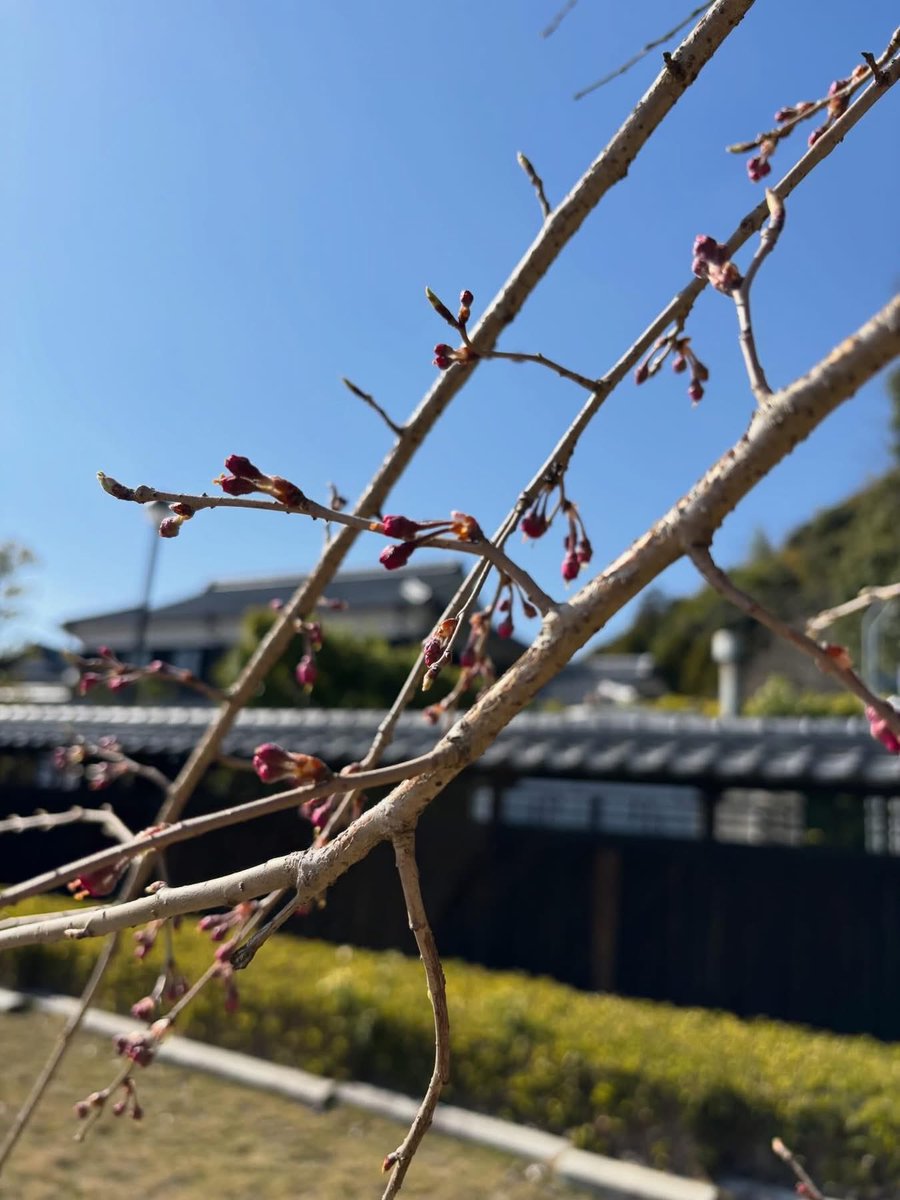 山口市菜香亭 tweet media