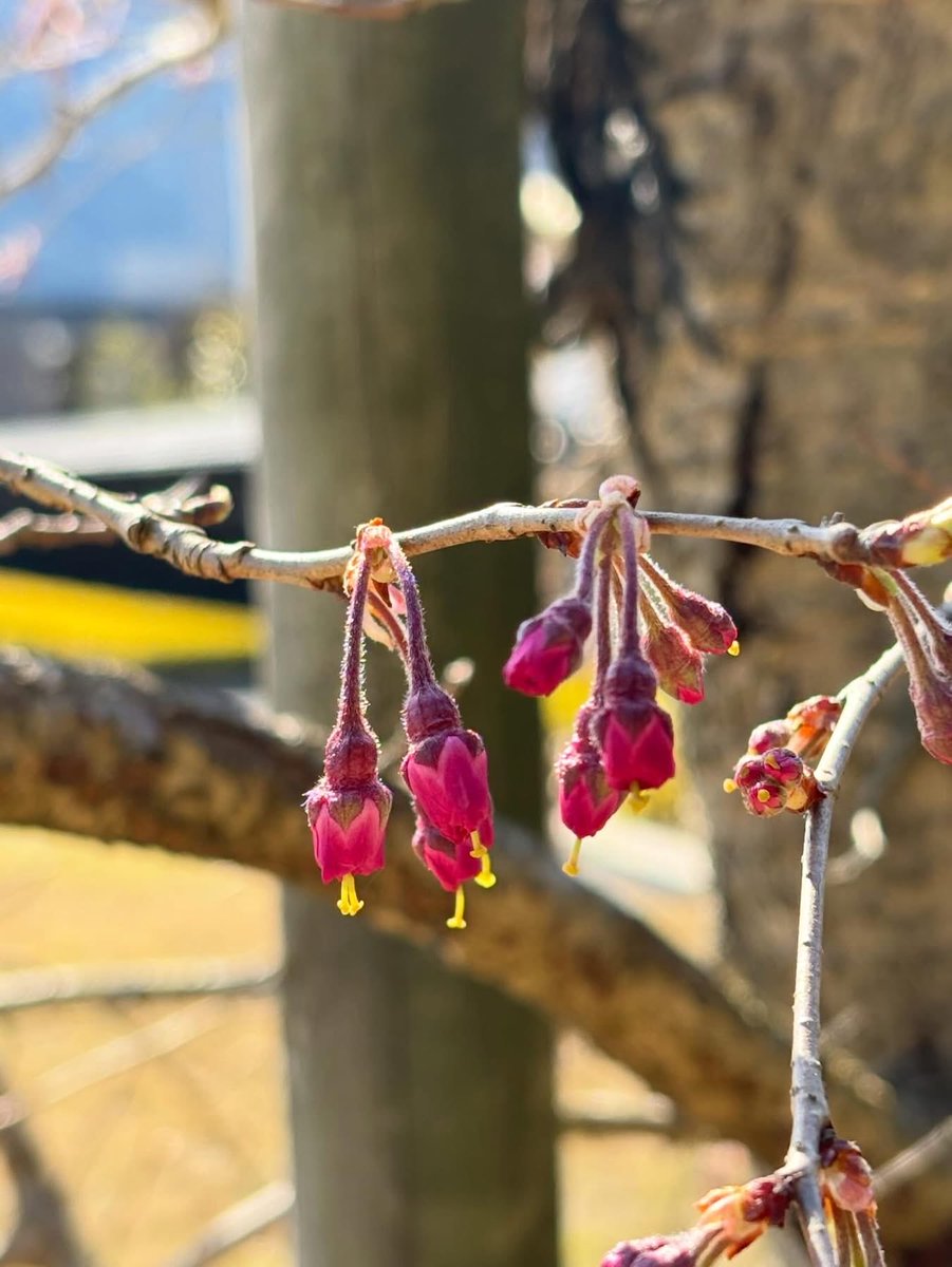 山口市菜香亭 tweet media