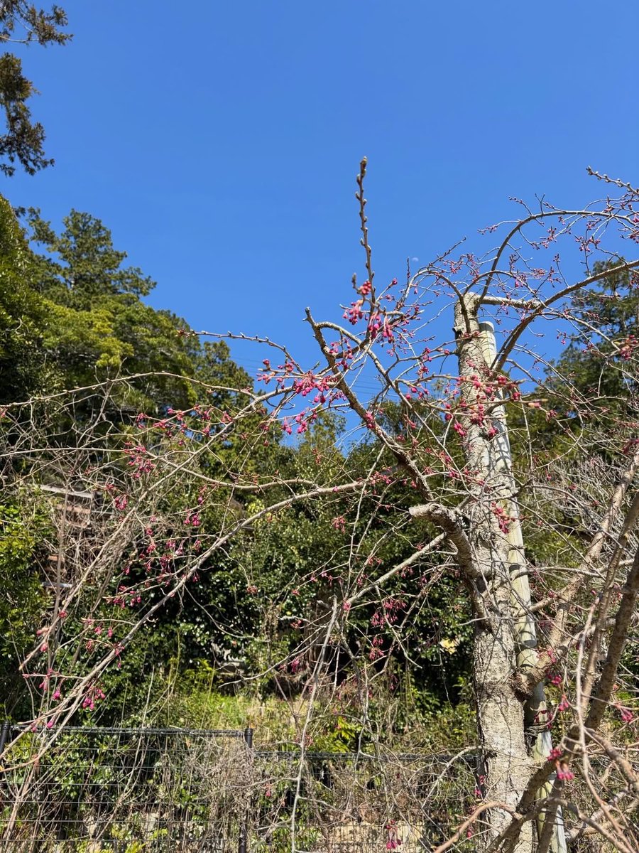 山口市菜香亭 tweet media