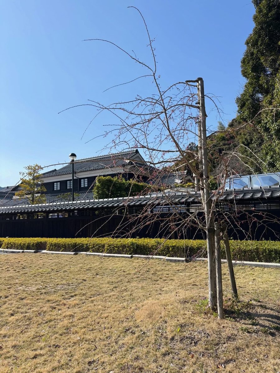 山口市菜香亭 tweet media