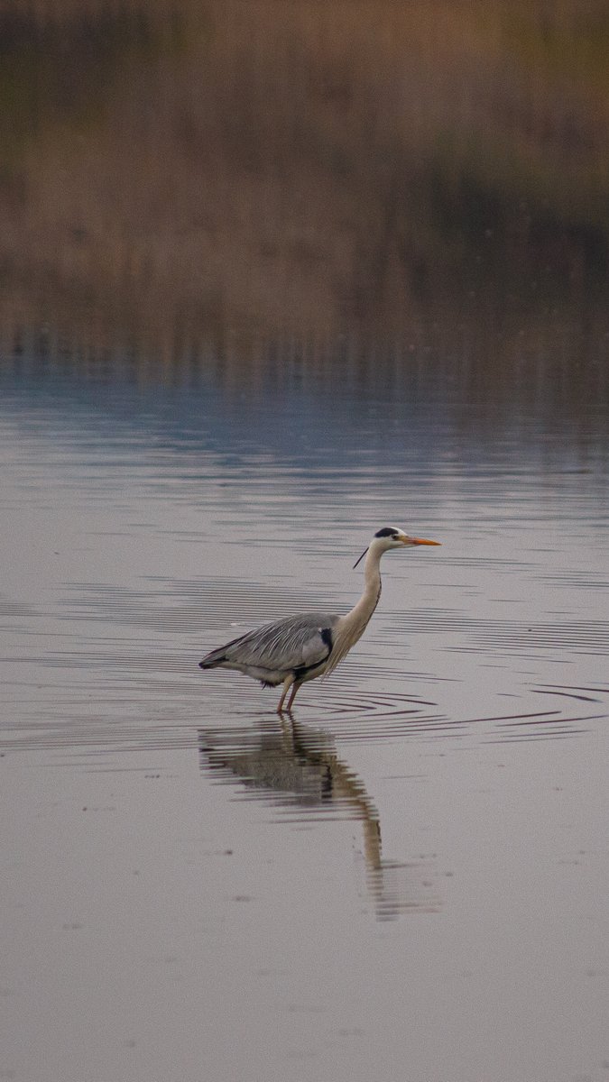 👁‍🗨ANU tweet media