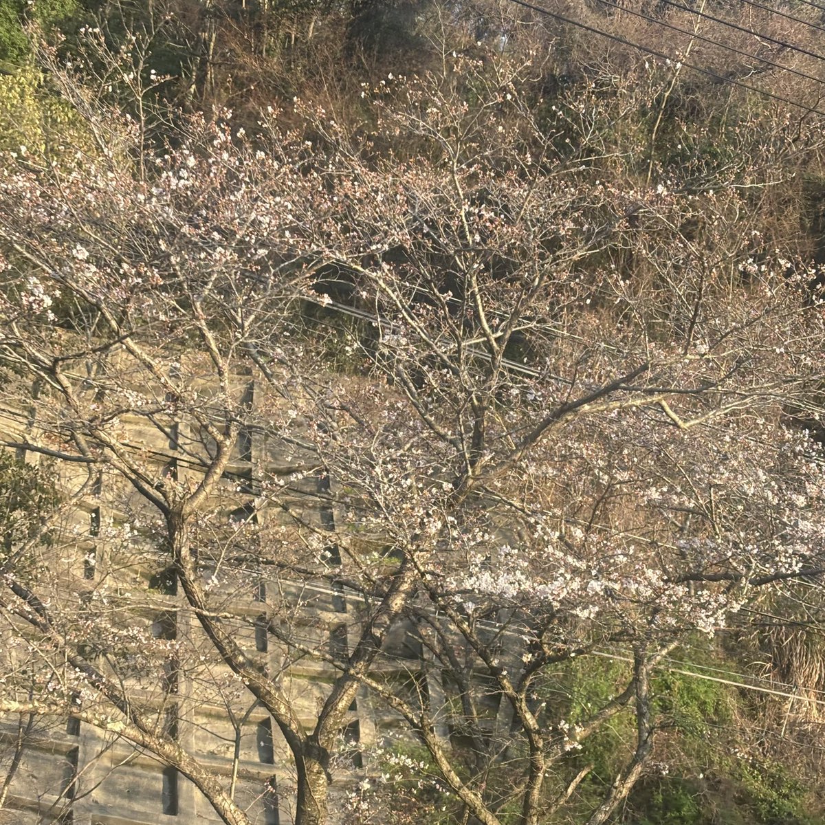 mistylala's tweet photo. 桜が一気に咲き始めた🌸 https://t.co/IGcT6y2CXk