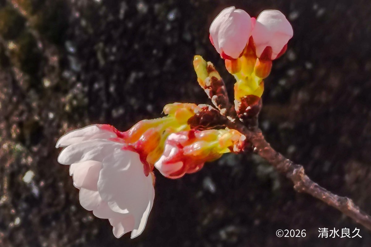 Shimizu  Yoshihisa tweet media