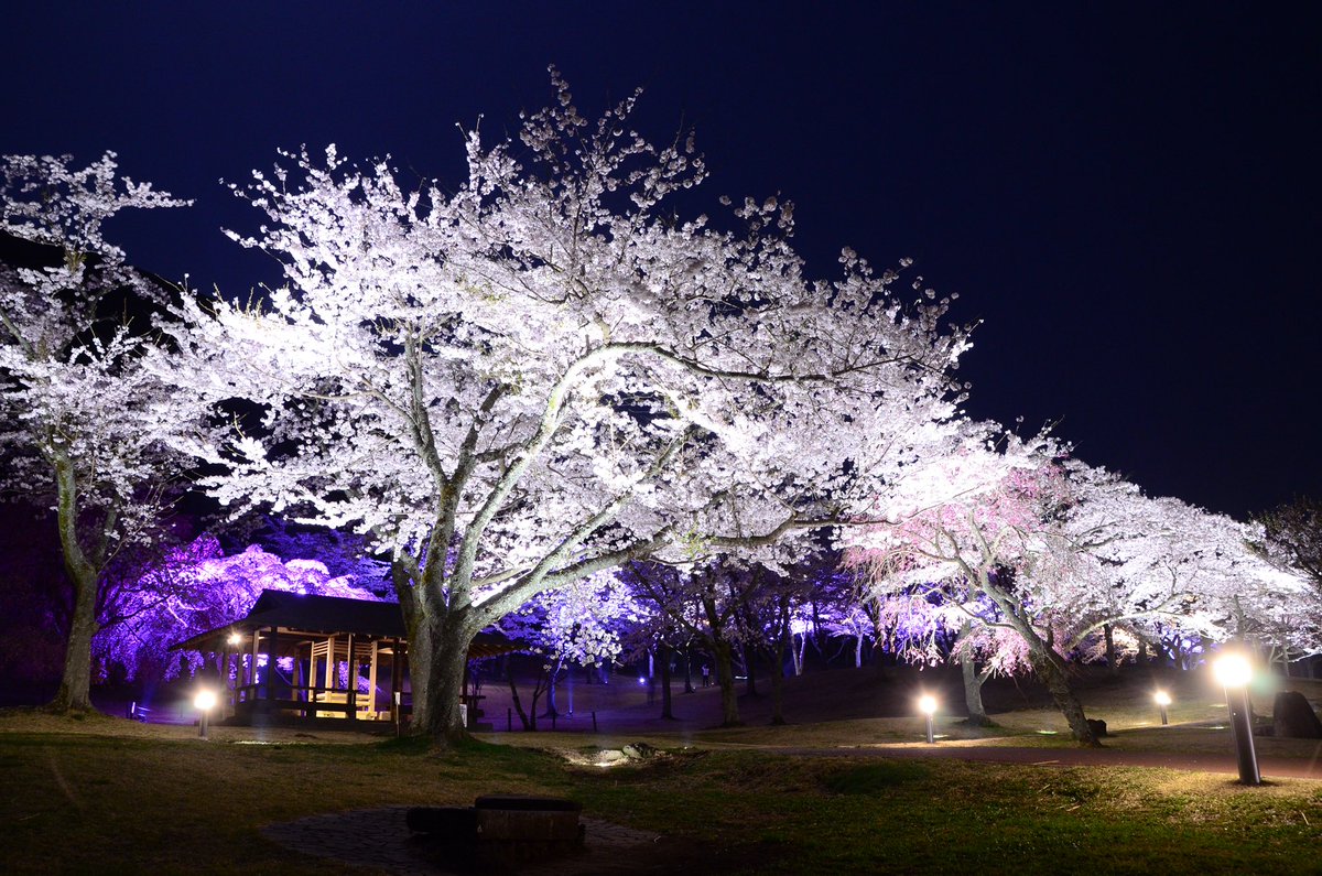 itospa's tweet photo. 3月26日(木)放送 #ヒルナンデス では先々週の放送に引き続き、お得なバスフリー切符で巡る春の #伊東温泉 旅が放送されました‼️

#横山裕 さんとゲストさんが訪れた伊東市の観光名所 #さくらの里 では現在、ソメイヨシノの見頃に合わせて夜桜鑑賞会が行われています🌉🌸

この機会にぜひご覧ください！ https://t.co/DOW1FmnNjn