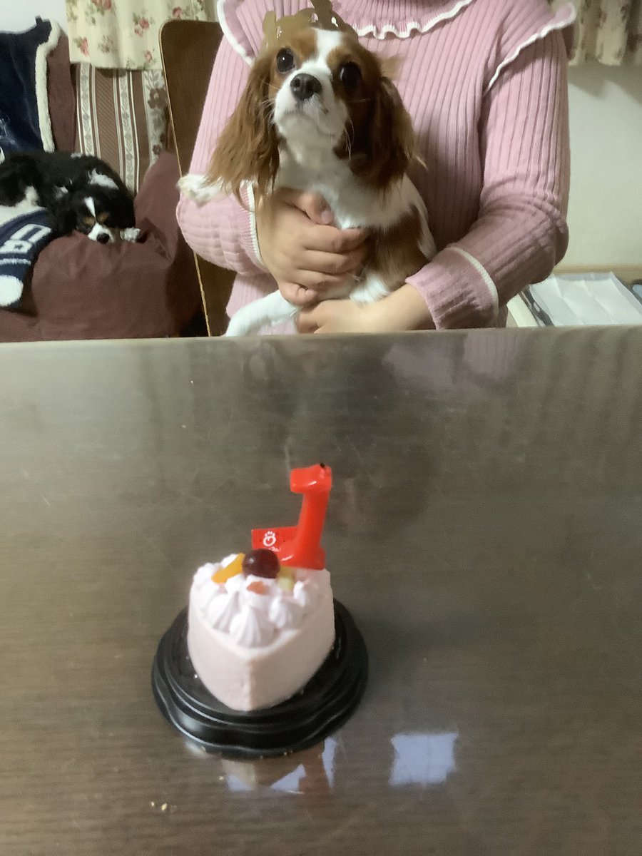 星美(スターミー)🌟 tweet media